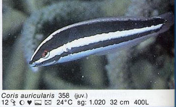 Coris auricularis